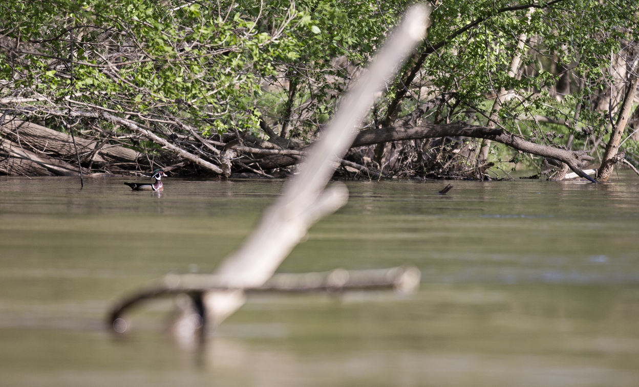 the illusive wood duck