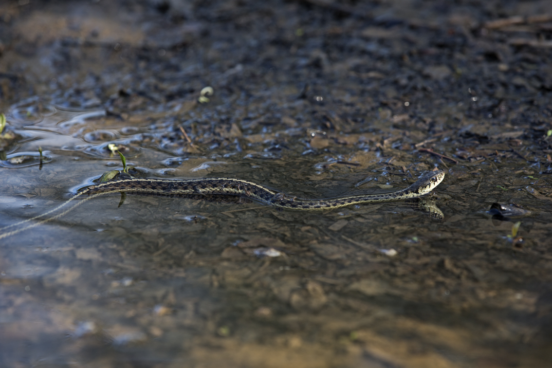 garter snake