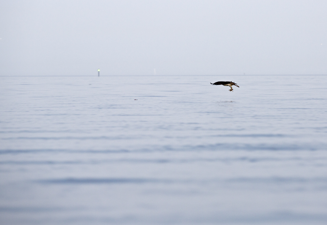 an unsuccessful attempt to grab a fish
