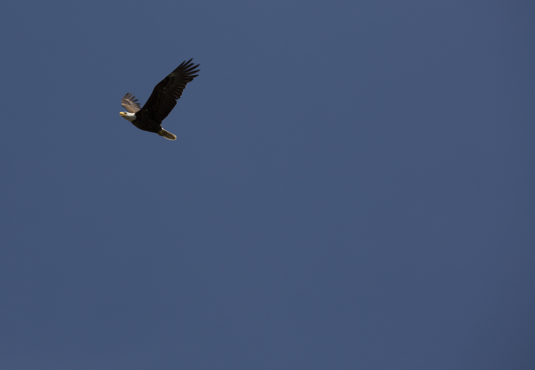 a mature eagle, this place was littered with them