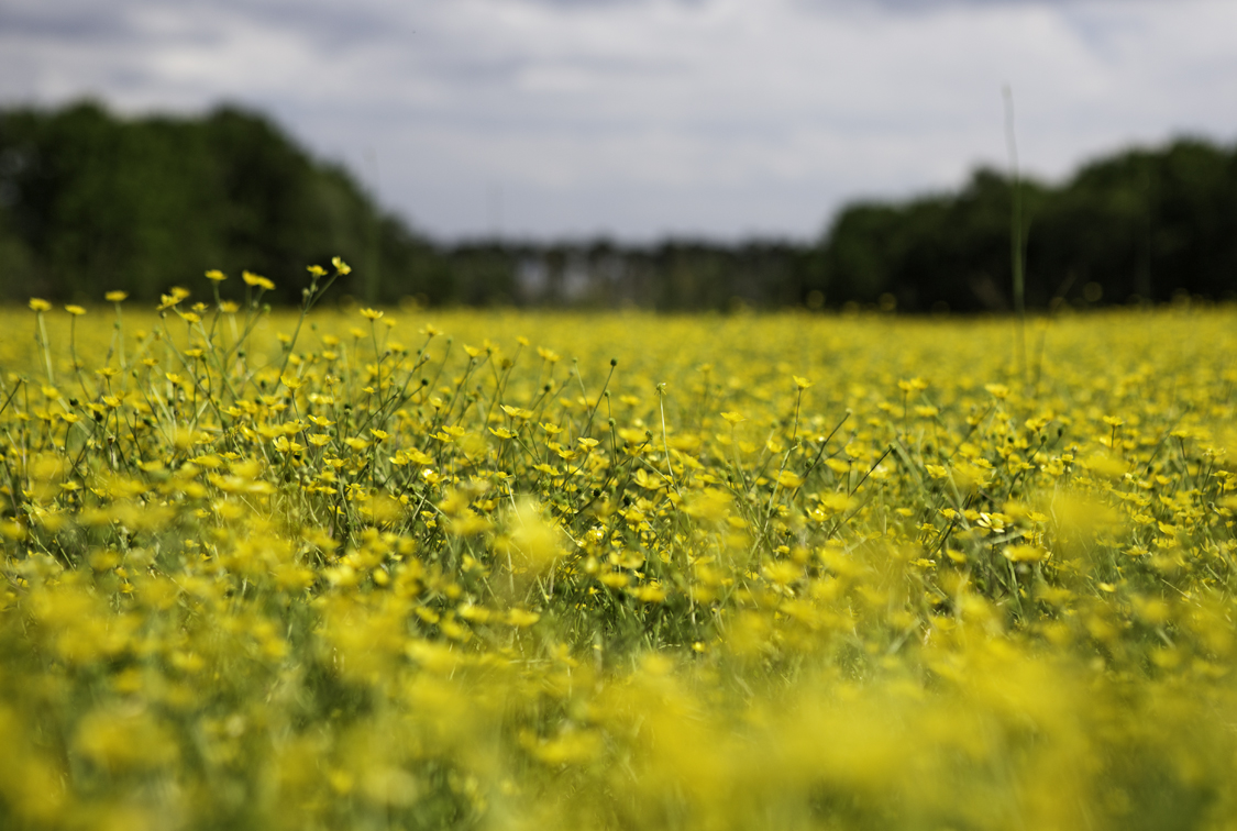 a field of buttercups i passed on the way home