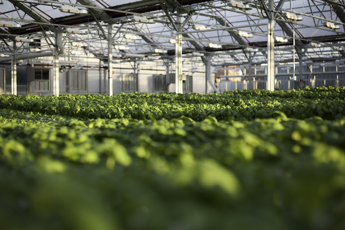 thousands of unblemished basil plants