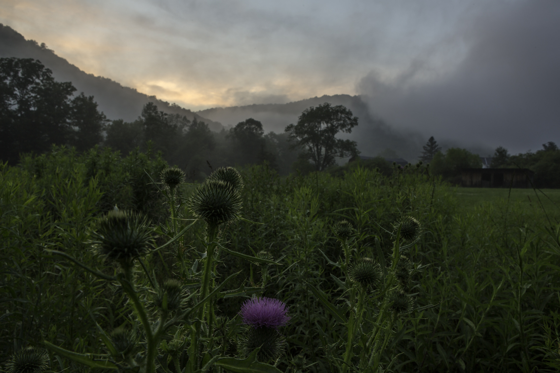 a lone thistle blooming