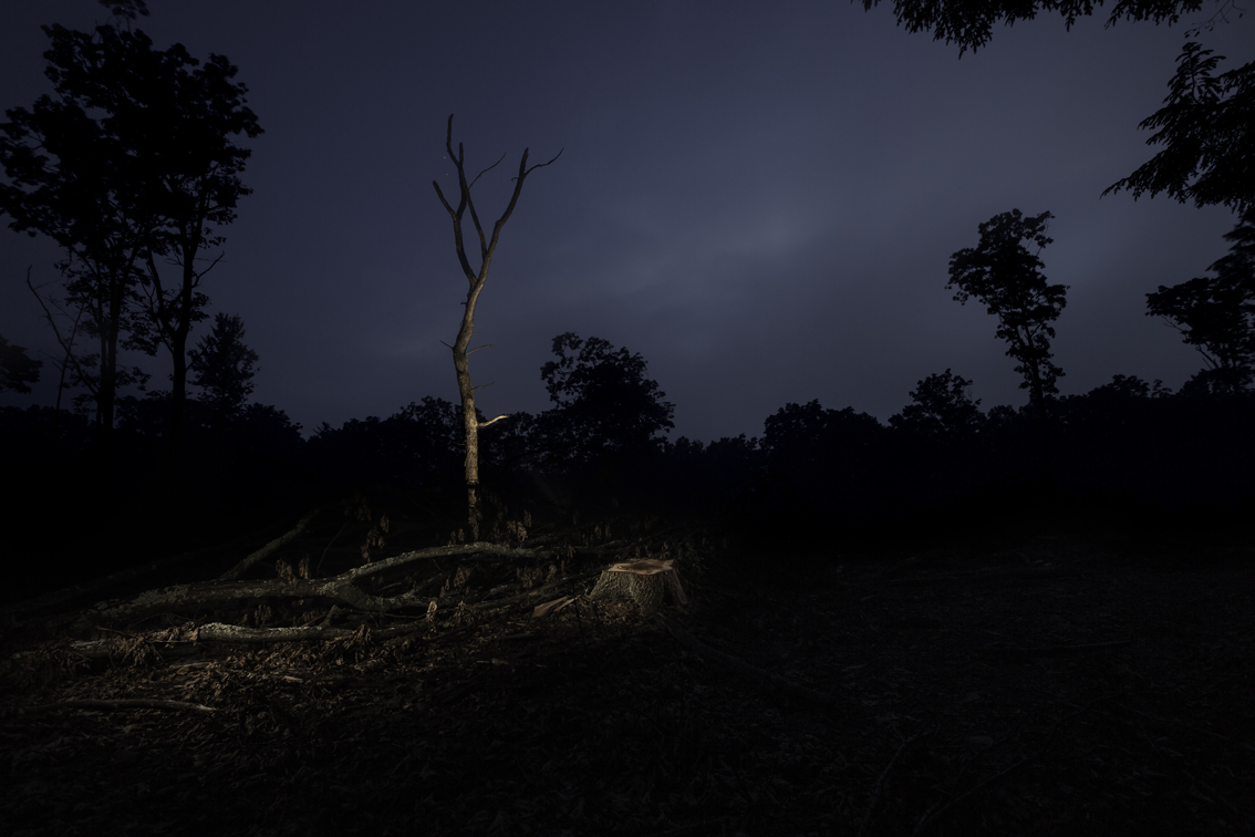a "survivor" of a clear cut on top of a mountain
