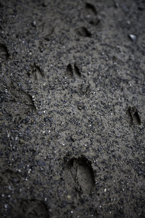 tracking some deer