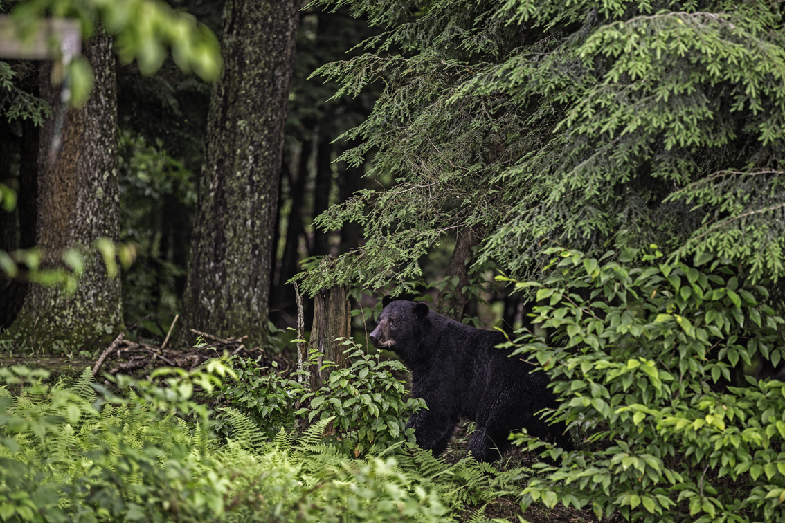 the bear that visits the property quite frequently