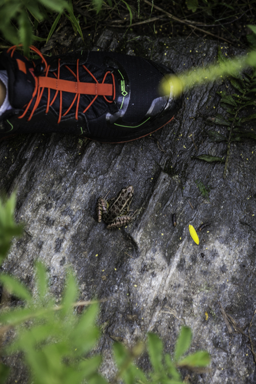 wildlife.