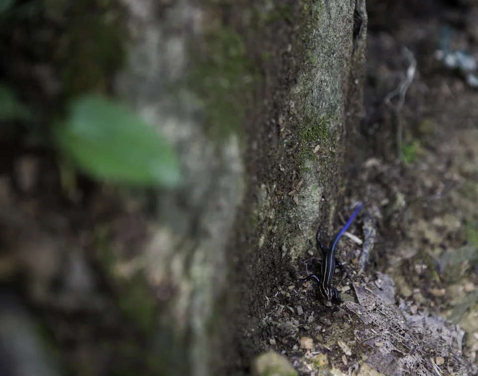 a blue tailed skink, pretty sweet looking