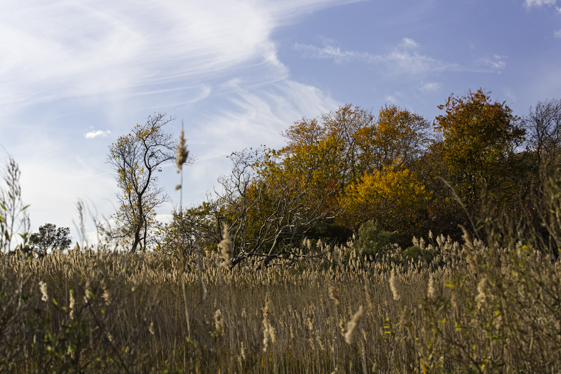 Some pretty killer fall colors hanging on to Long Point island, our final destination.
