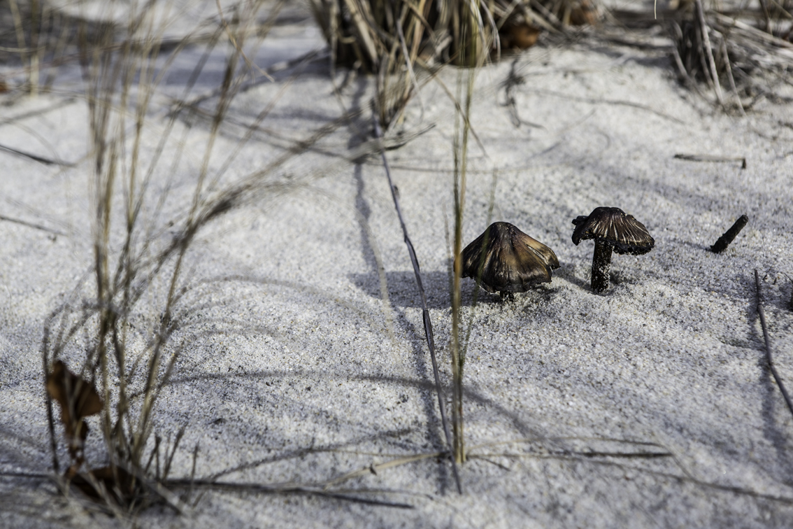 Sand shrooms, I had never seen such a thing.