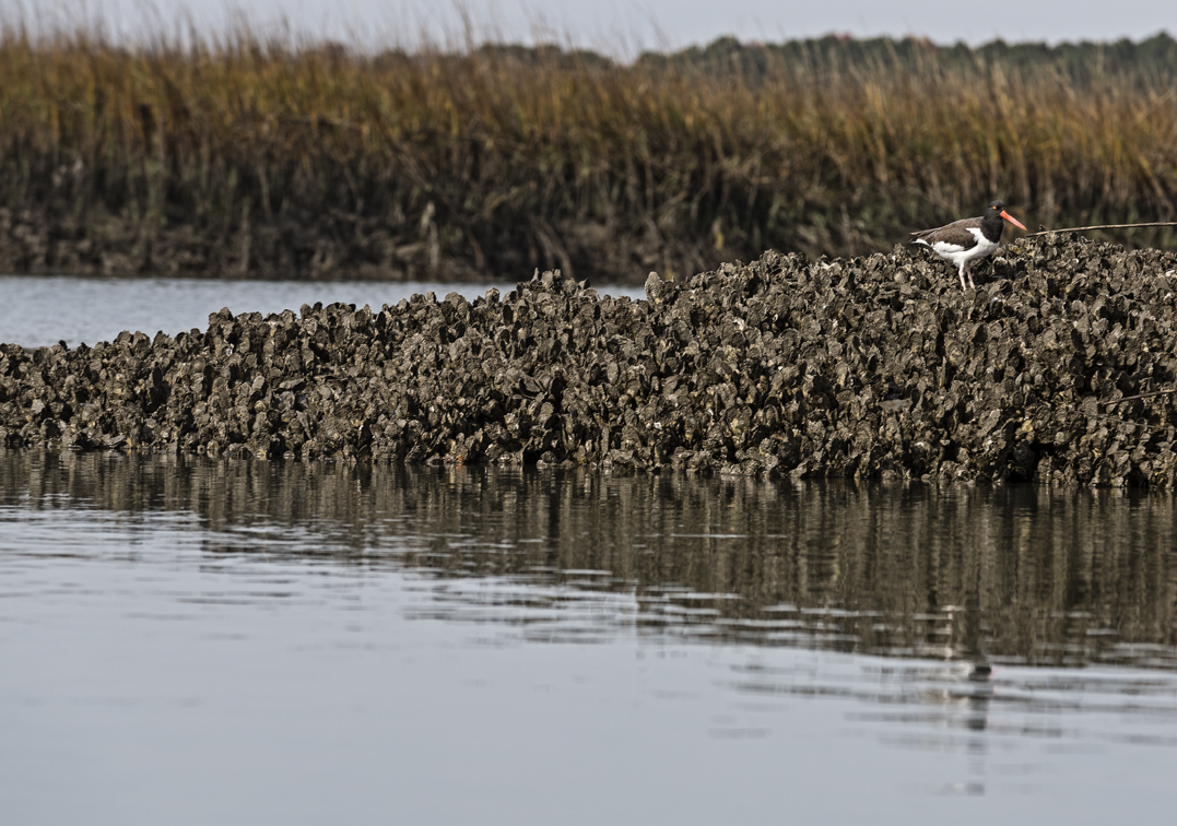 A lone oyster Catcher