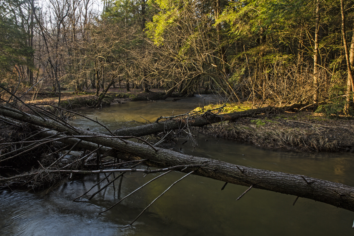 Spring creek in all its glory on the dawn of trout season.