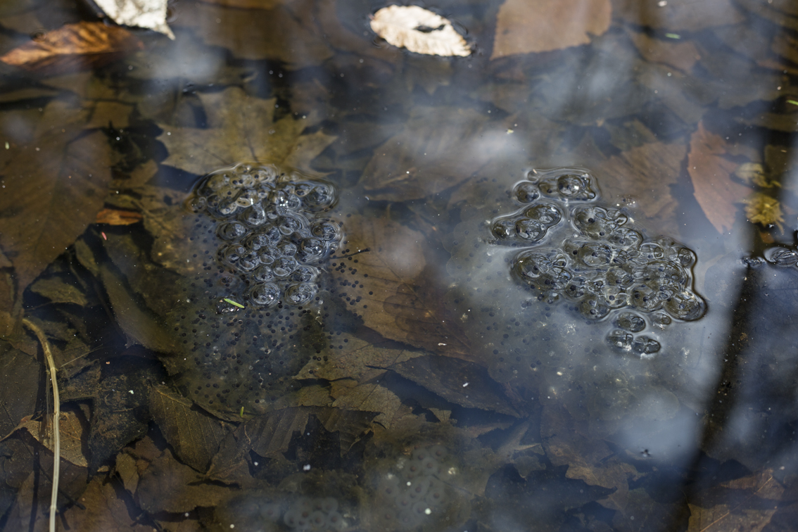 Frog eggs litter the puddles this time of year.