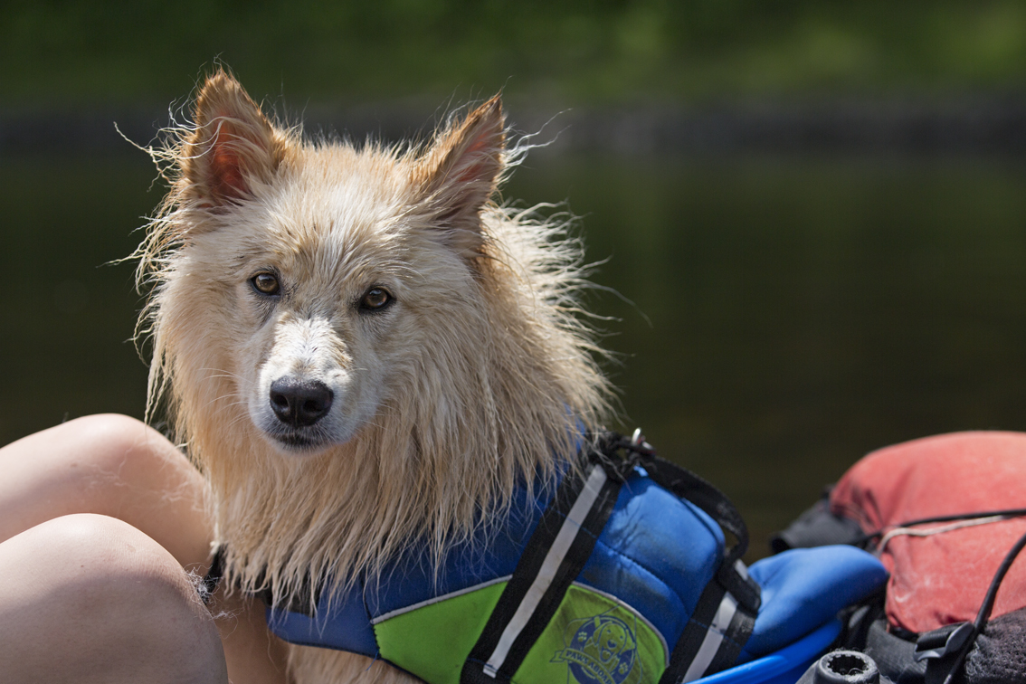 Ovie, he spent more time trying to get out of the kayak than he did in it.
