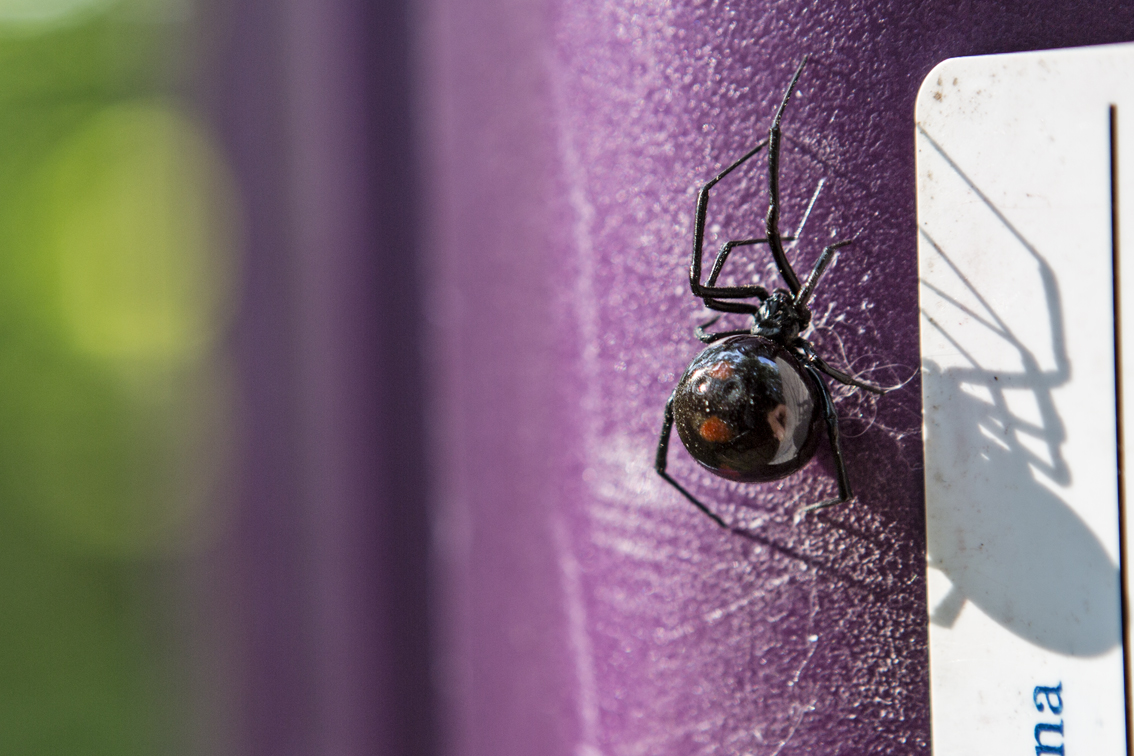 This ginormous black widow was on Ian's tote when I got it out of the car in the morning. Super creepy. 