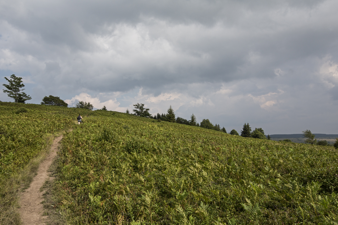 Sloane hiking to the top of the meadow, surrounded by blueberry bushes and ferns.