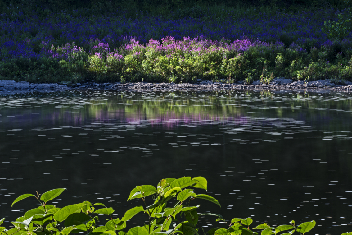 Early morning sun on the river bank, covered with the beautiful, yet invasive, purple loosestrife plant.