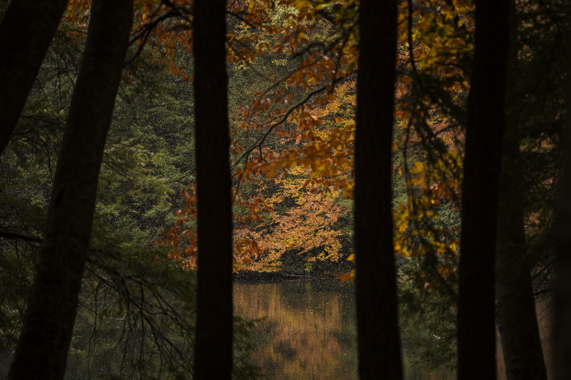 Snow through the pines at Kooser Lake.