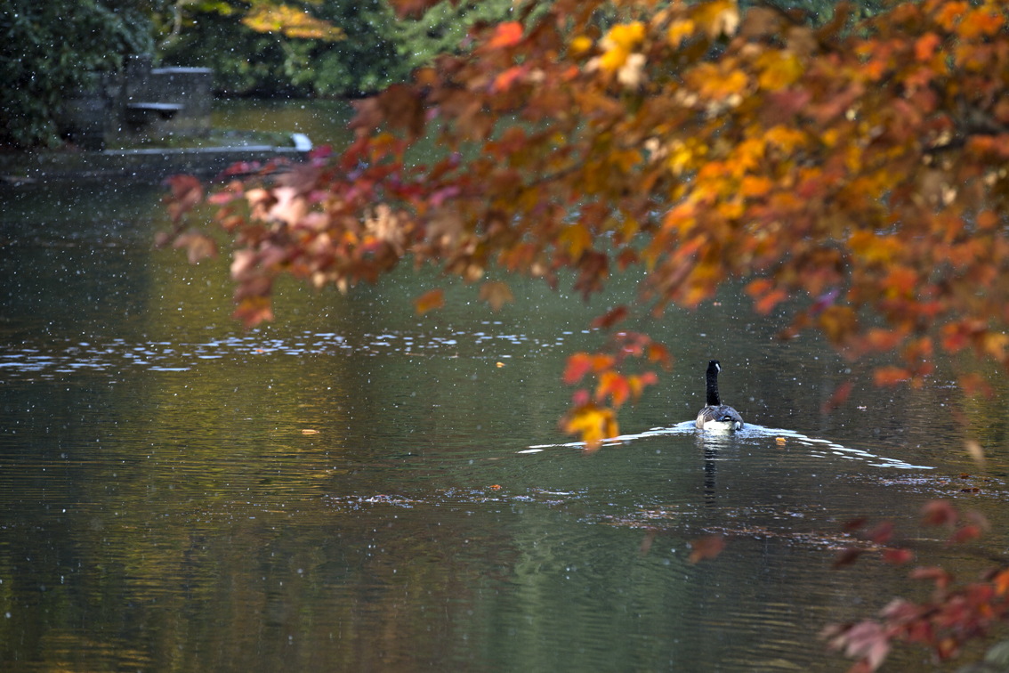 Kooser Lake's lone goose resident.