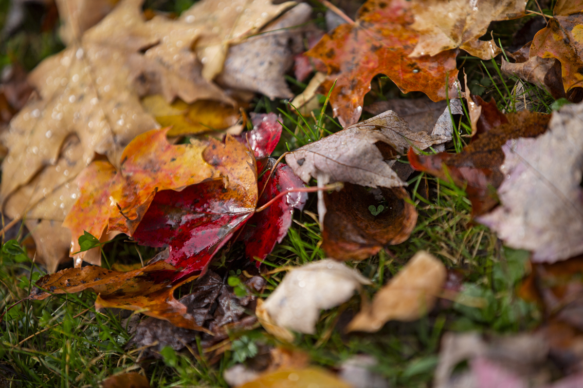 Freshly fallen maple leaves.