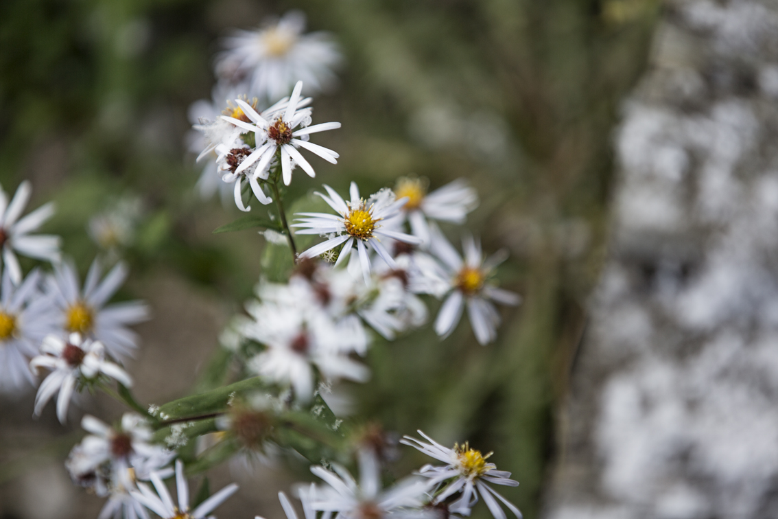 PA wildflowers and snow.