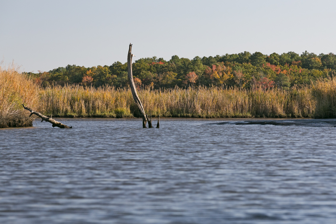 Almost low tide on the Transquaking River in eastern MD.