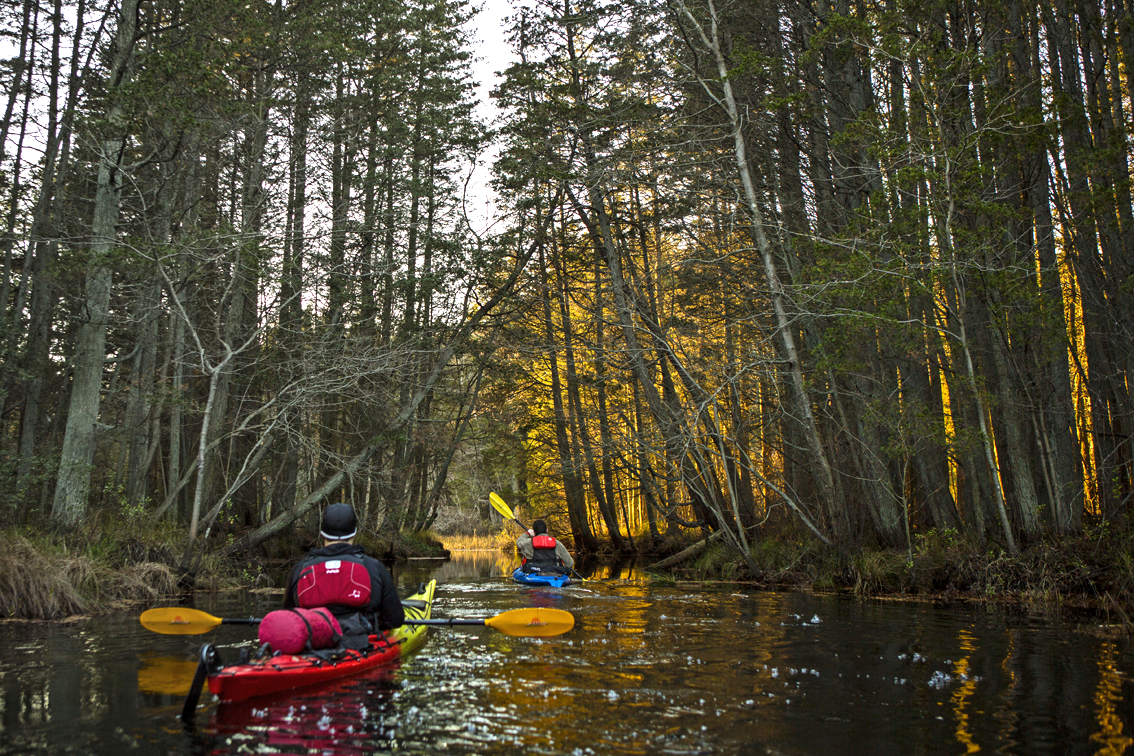 Last light shining through the pines on the upper Batsto River. 