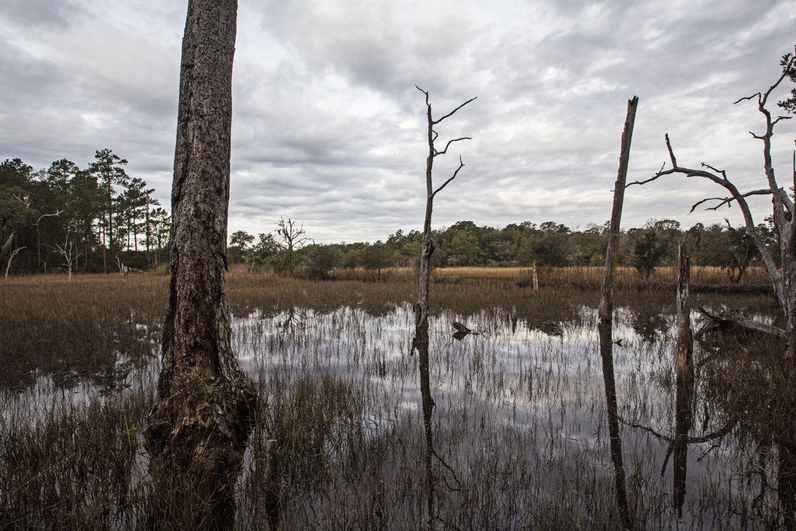 High tide in Caw Caw Swamp.