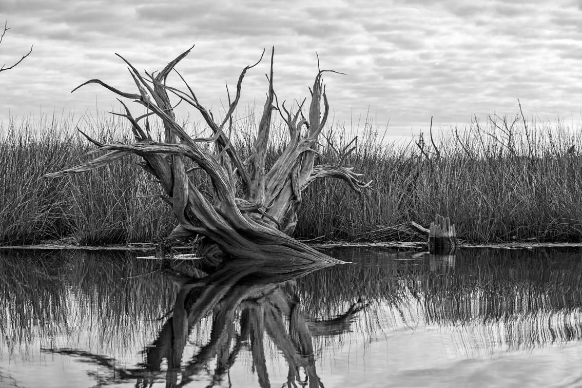 One of the many tree "sculptures" in Caw Caw swamp.