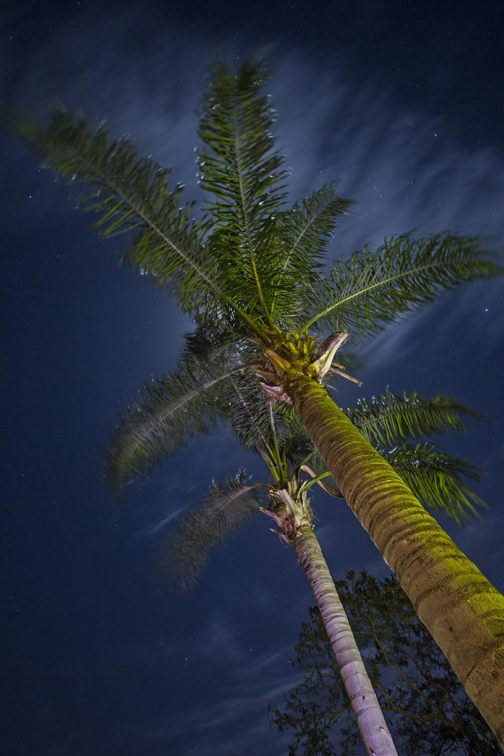 The full moon on Christmas, illuminating the sky behind the palms.