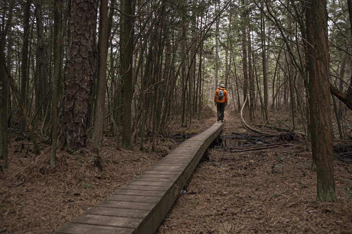 Boardwalks and swamps.