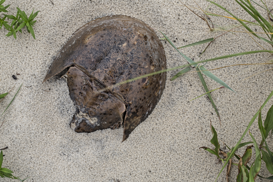 Dead dinosaur, or horseshoe crab.