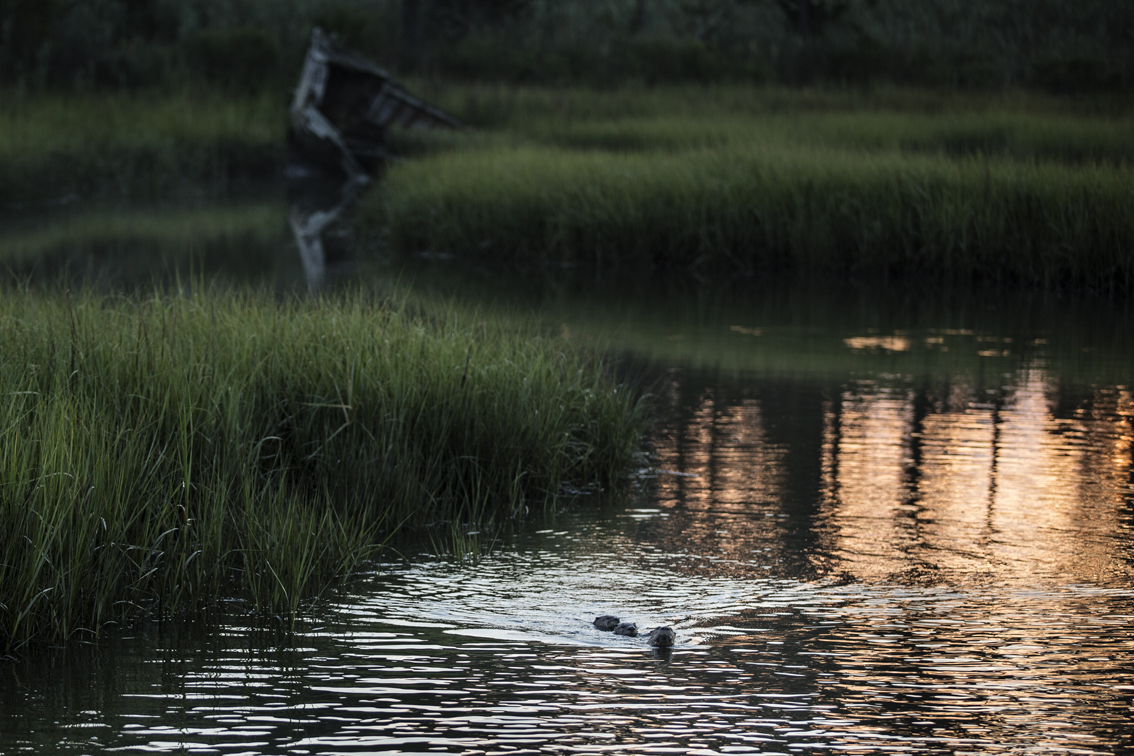 A family of curious sea otters coming to check me out.
