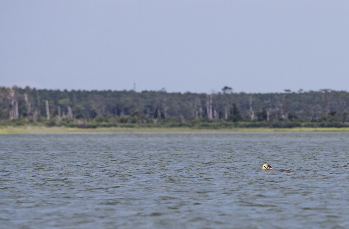 A ginormous loggerhead turtle I was lucky enough to spot in Blackbeard's Creek, while eating my lunch from shore during a kayak trip. I swear it's head was as big as mine.