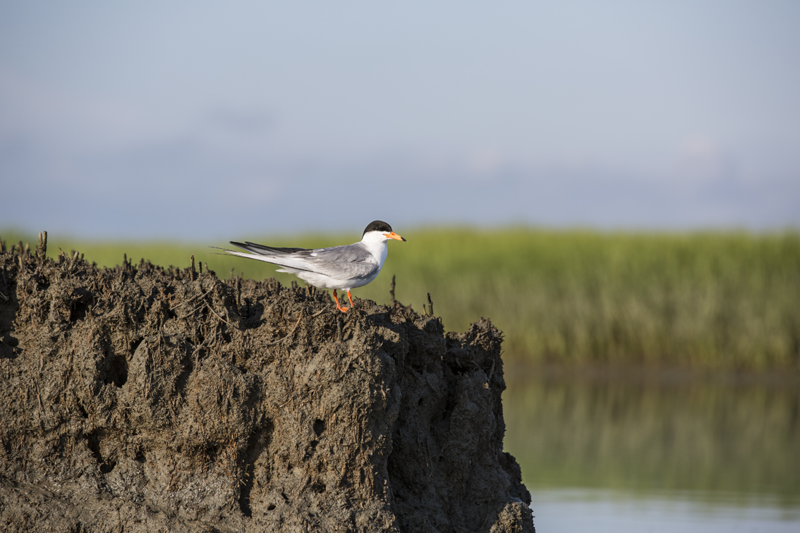 A common tern in Mockhorn Wildlife Refuge