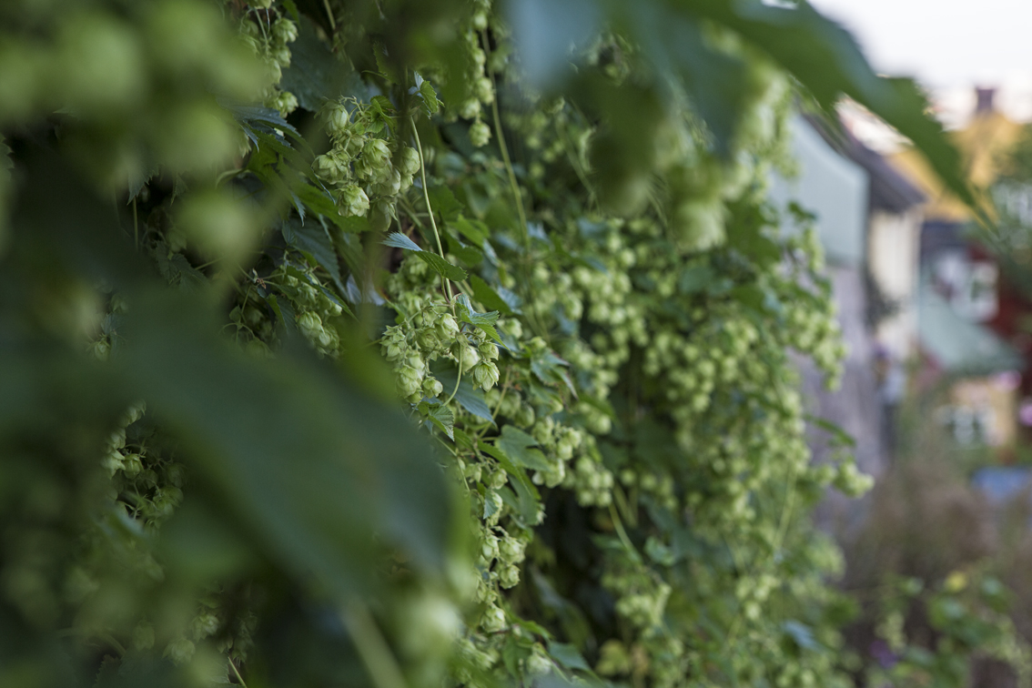 I'm pretty sure these were hops growing on the side of an old house.
