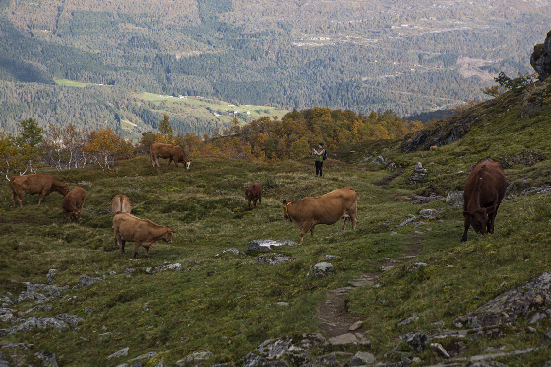 Sloane amongst the cows.