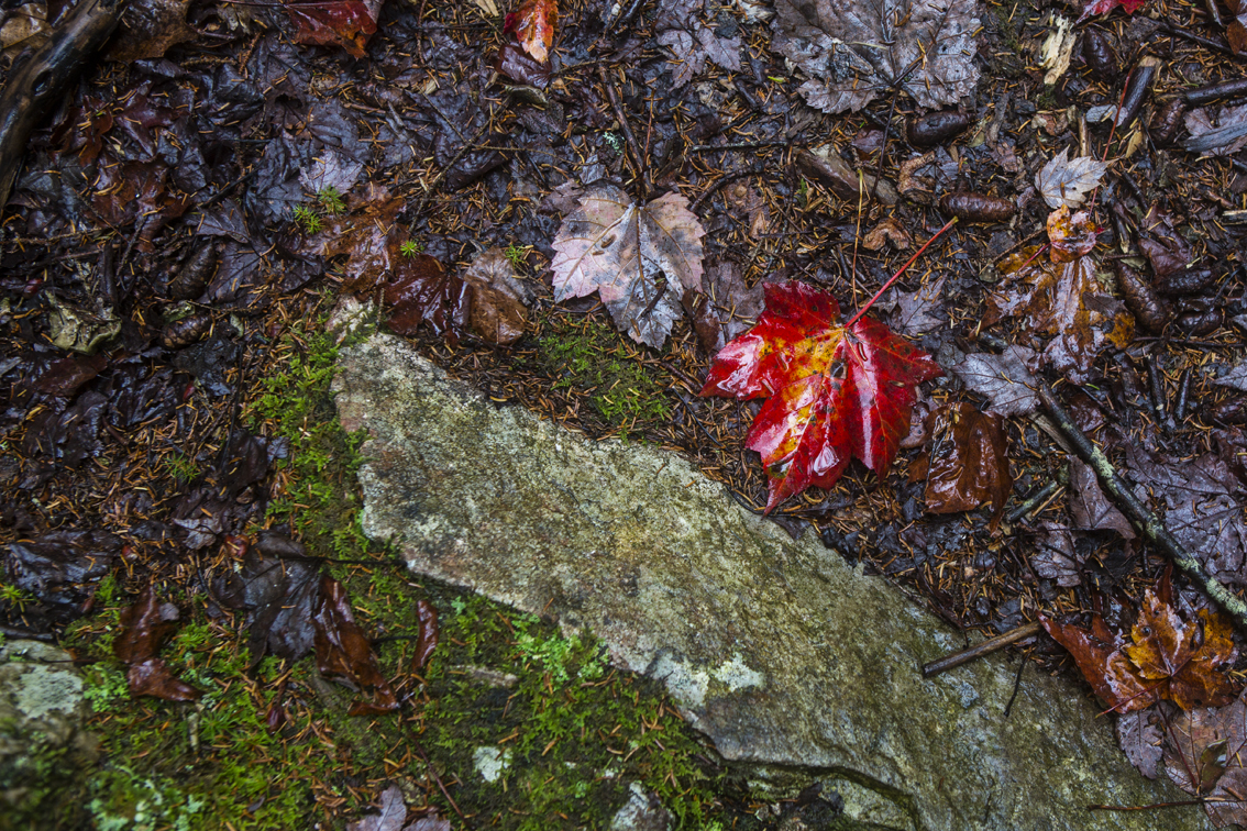 Some vibrant red and green on the forest floor.