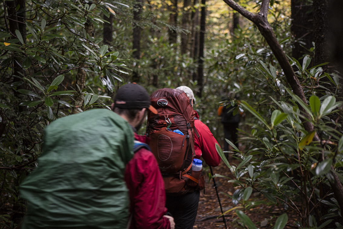 Heading through the rhododendron bushes.
