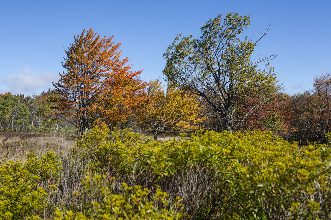 Early fall colors on some windswept trees.
