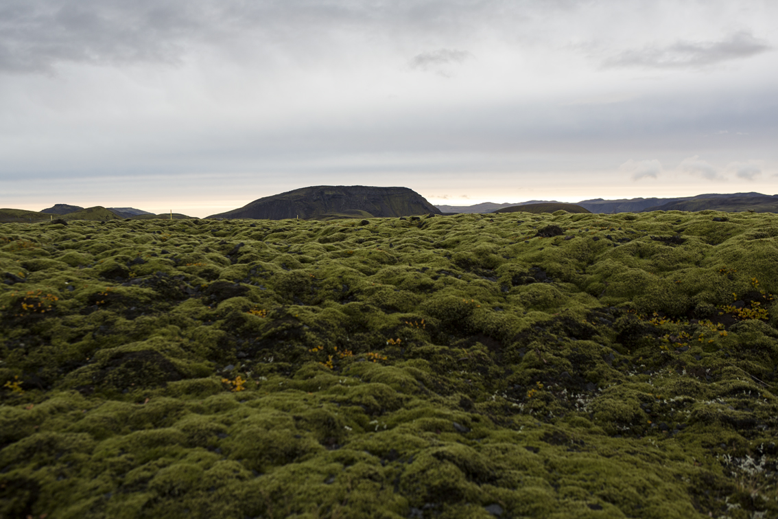 A field of moss over an ancient lava flow.