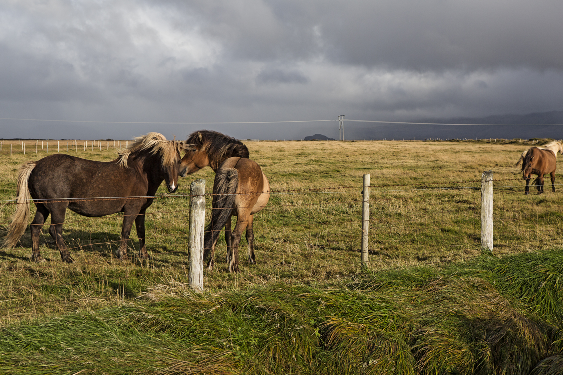Epic skies and Icelandic horses.