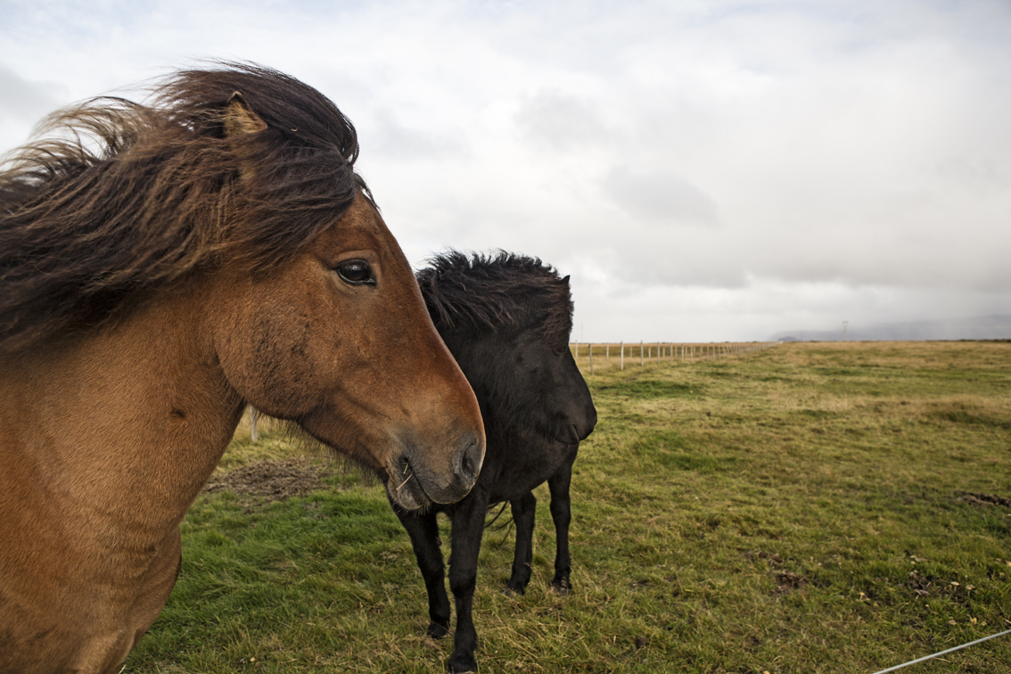 The Icelandic horses near Seljalandsfoss