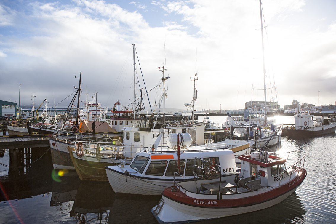 Sunfllares and boats