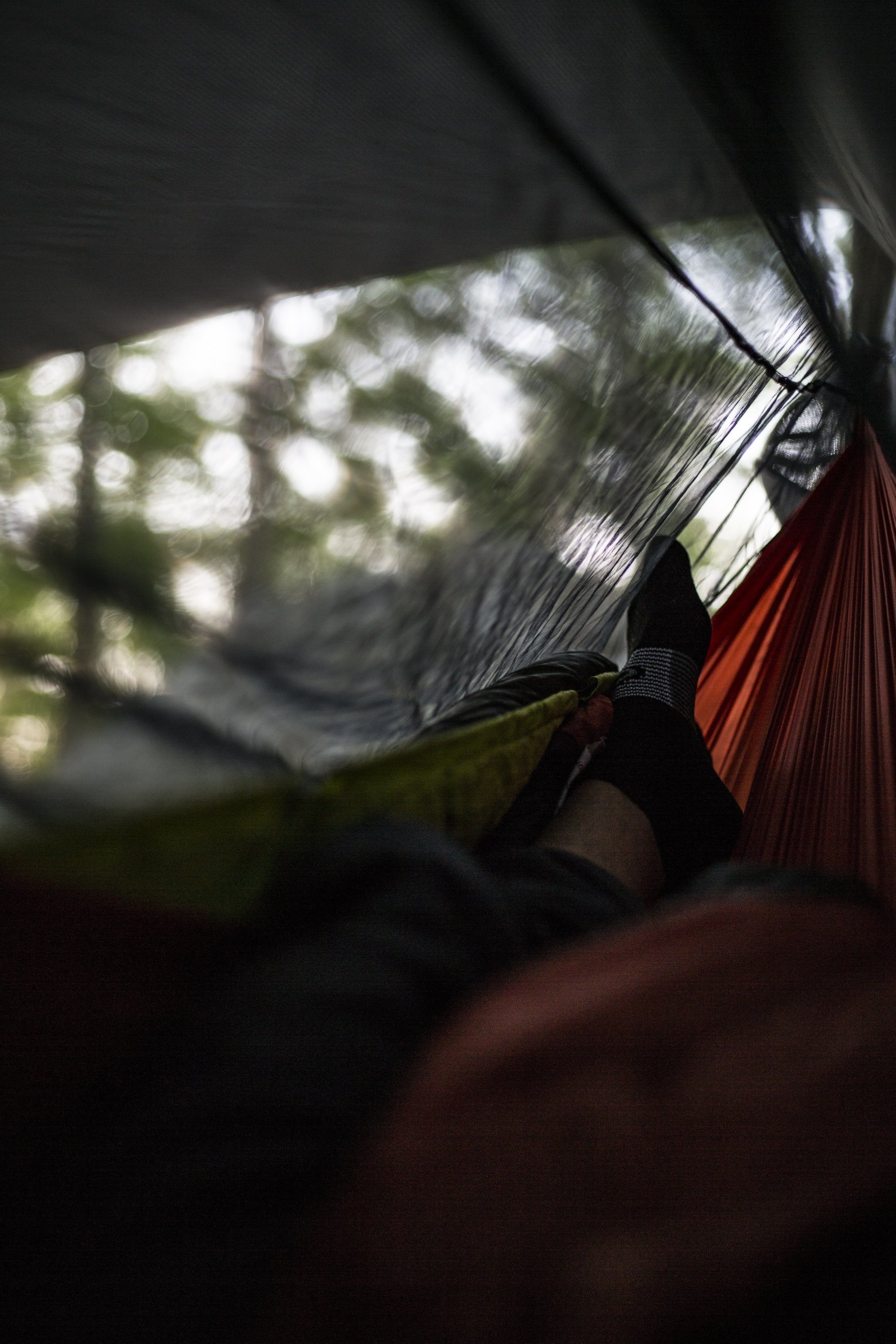 Sleepy morning hammock views.