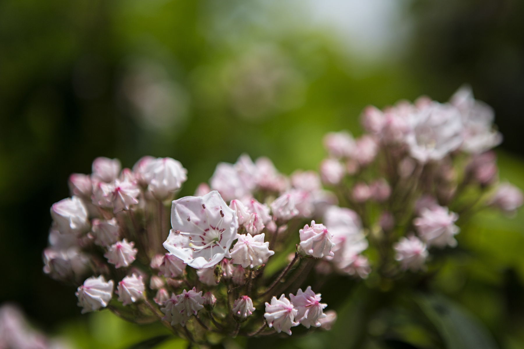 The mountain laurel was in full bloom.