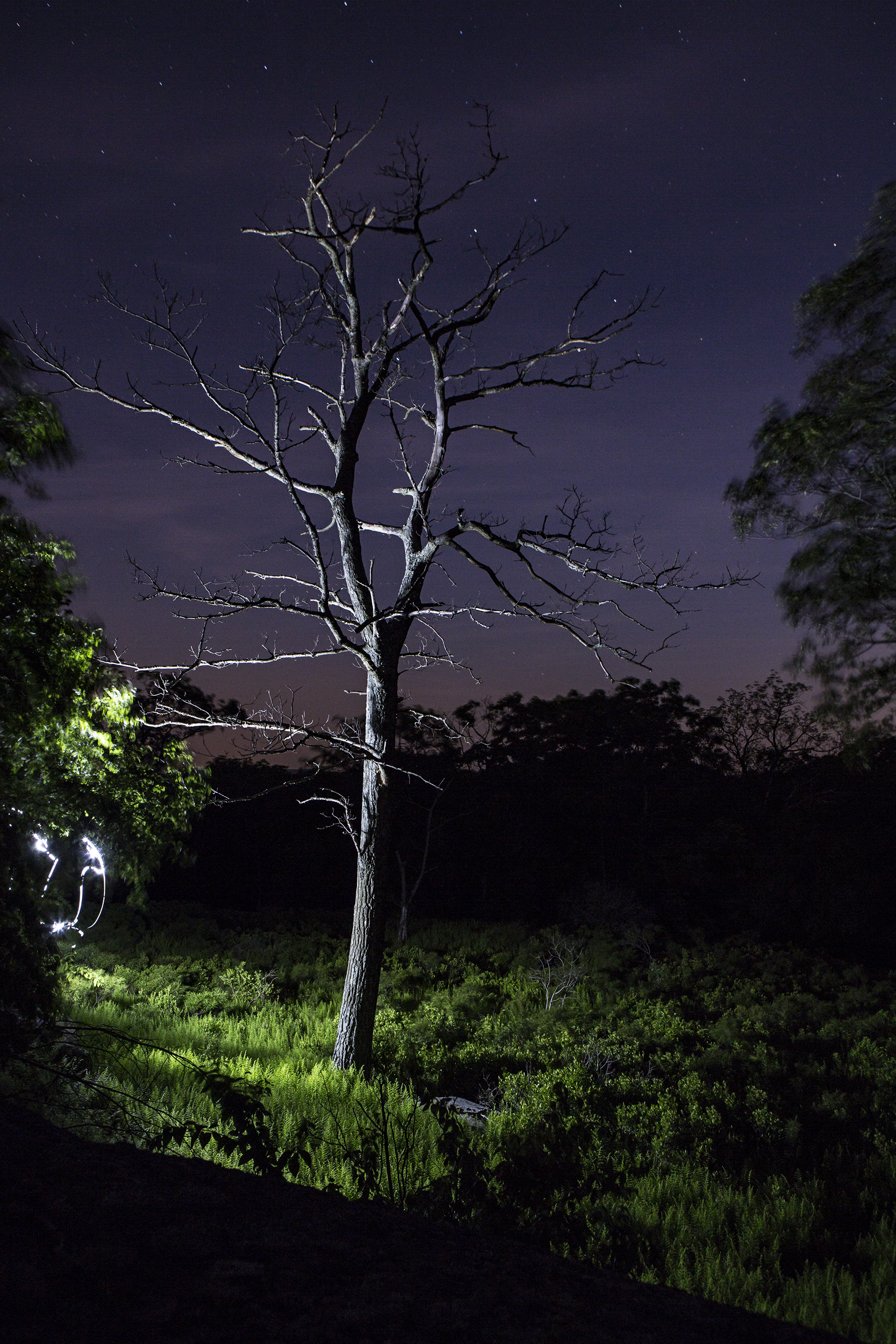 A dead tree on top of Fingerboard Mountain, along the AT.
