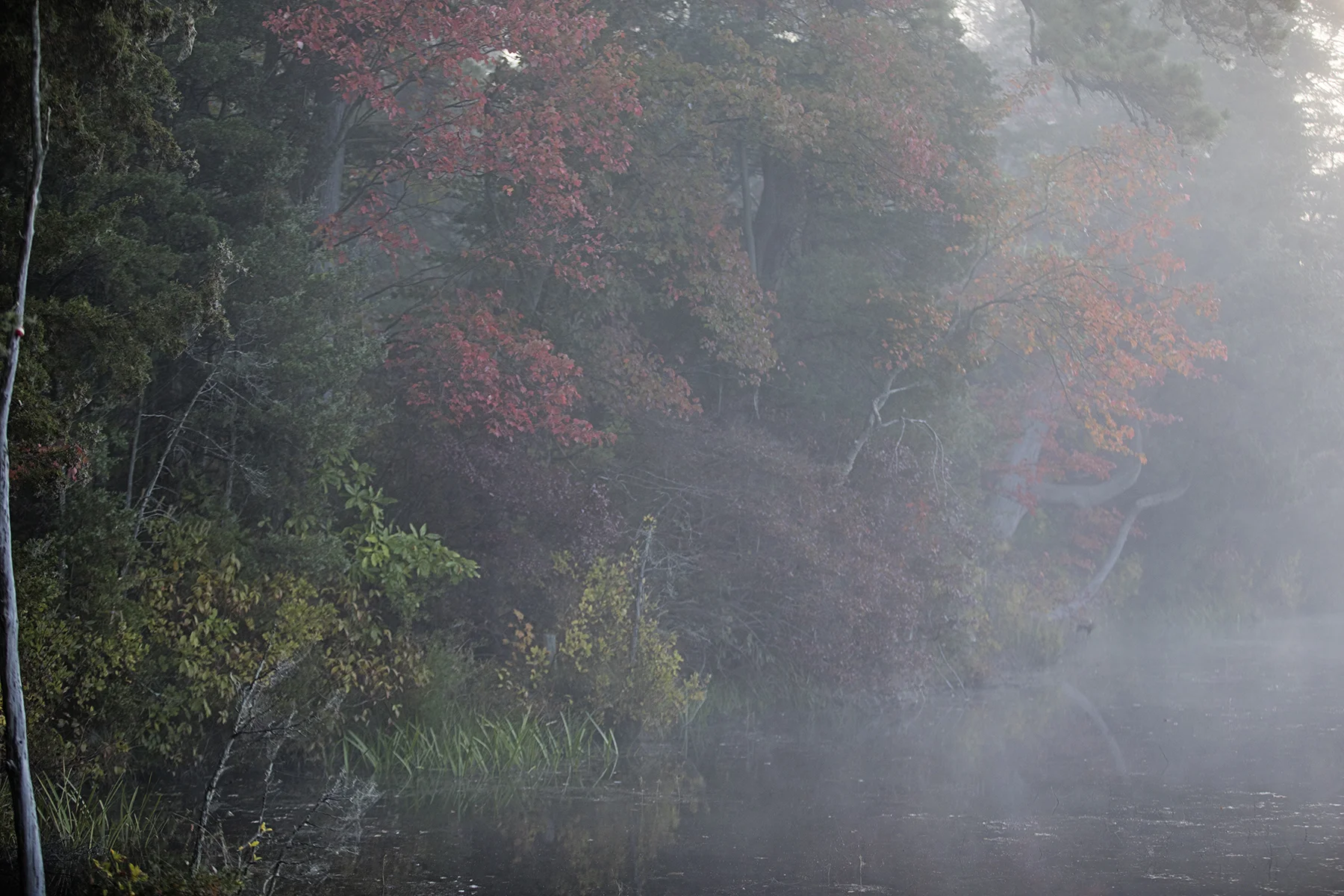 Autumn in the pine barrens.
