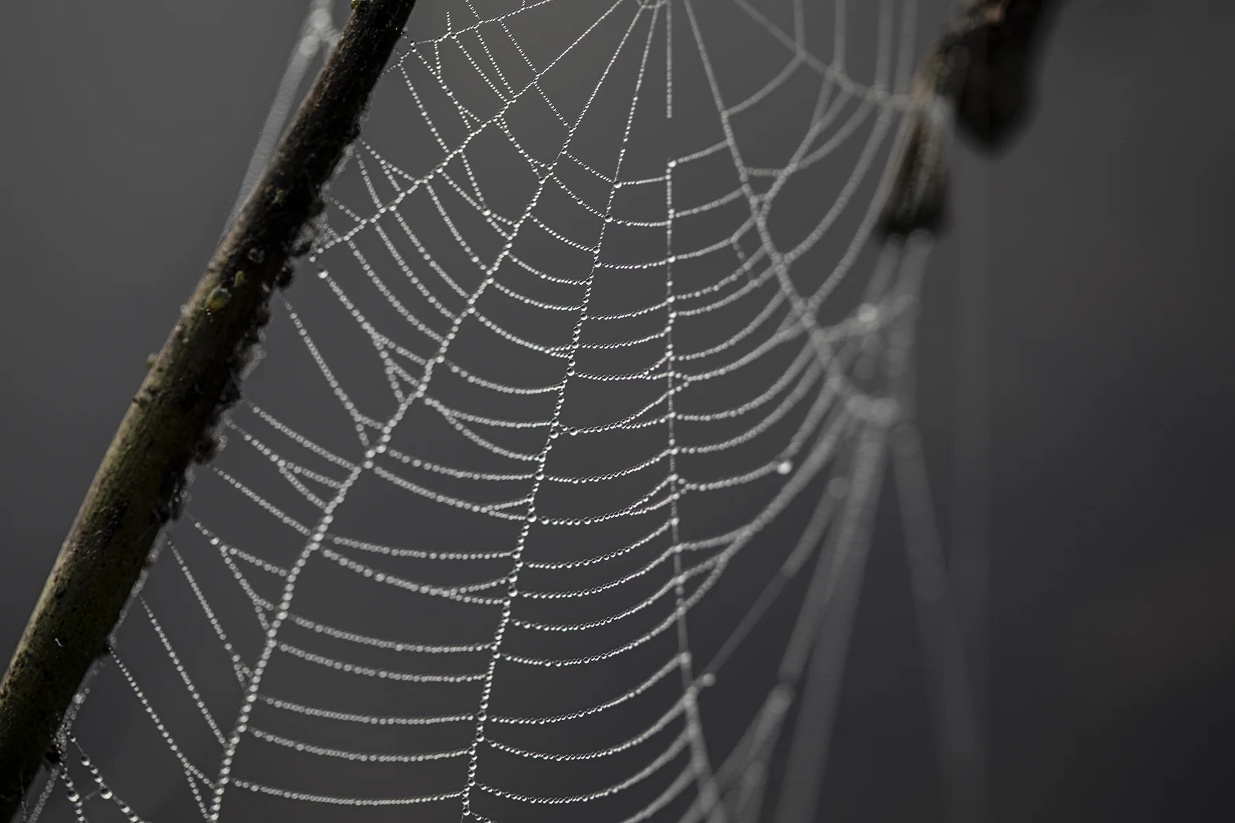 Dew drops and spiderwebs.