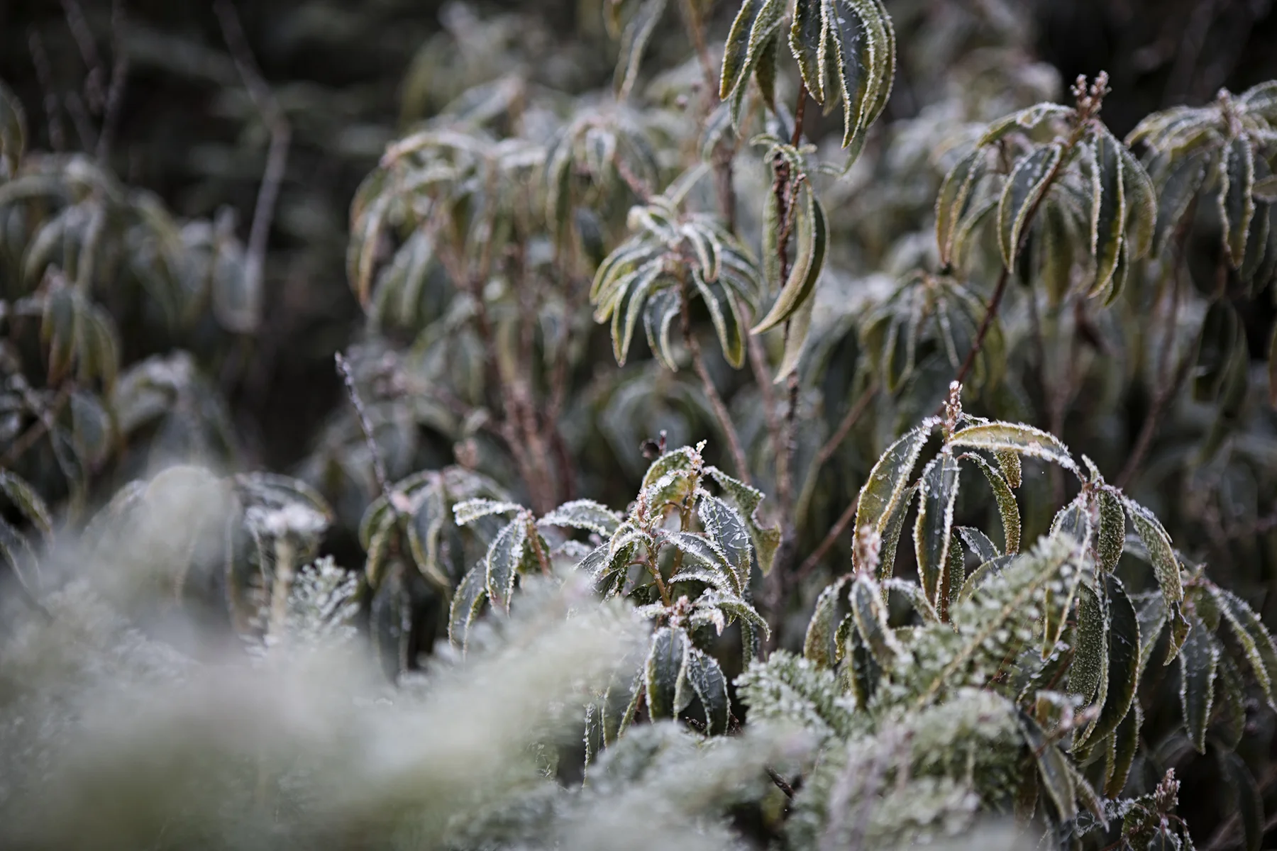 Some frozen rhodedendrons .